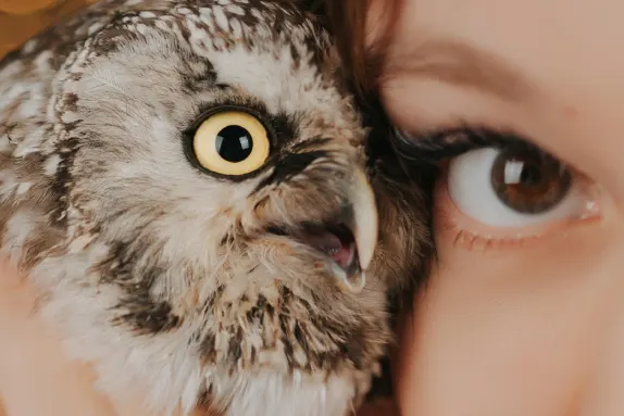 Kazino Royal Winner Pagalba